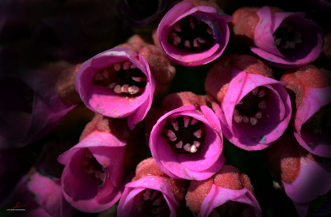 Bergenia purpurascens  Bergenia purpurascens,Flora,Flowers,Geotagged,Germany,Macro,bloom,blossom