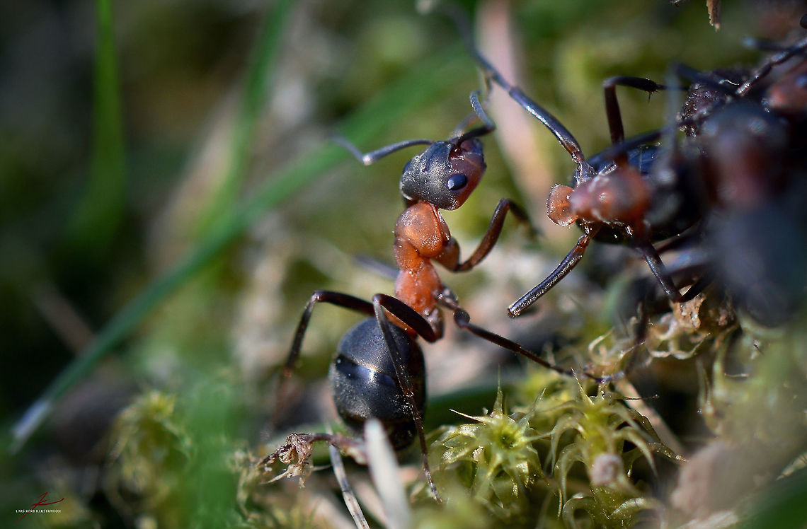 Formica rufa  Ants,Arthropods,Forest,Formica rufa,Geotagged,Germany,Insects,Macro