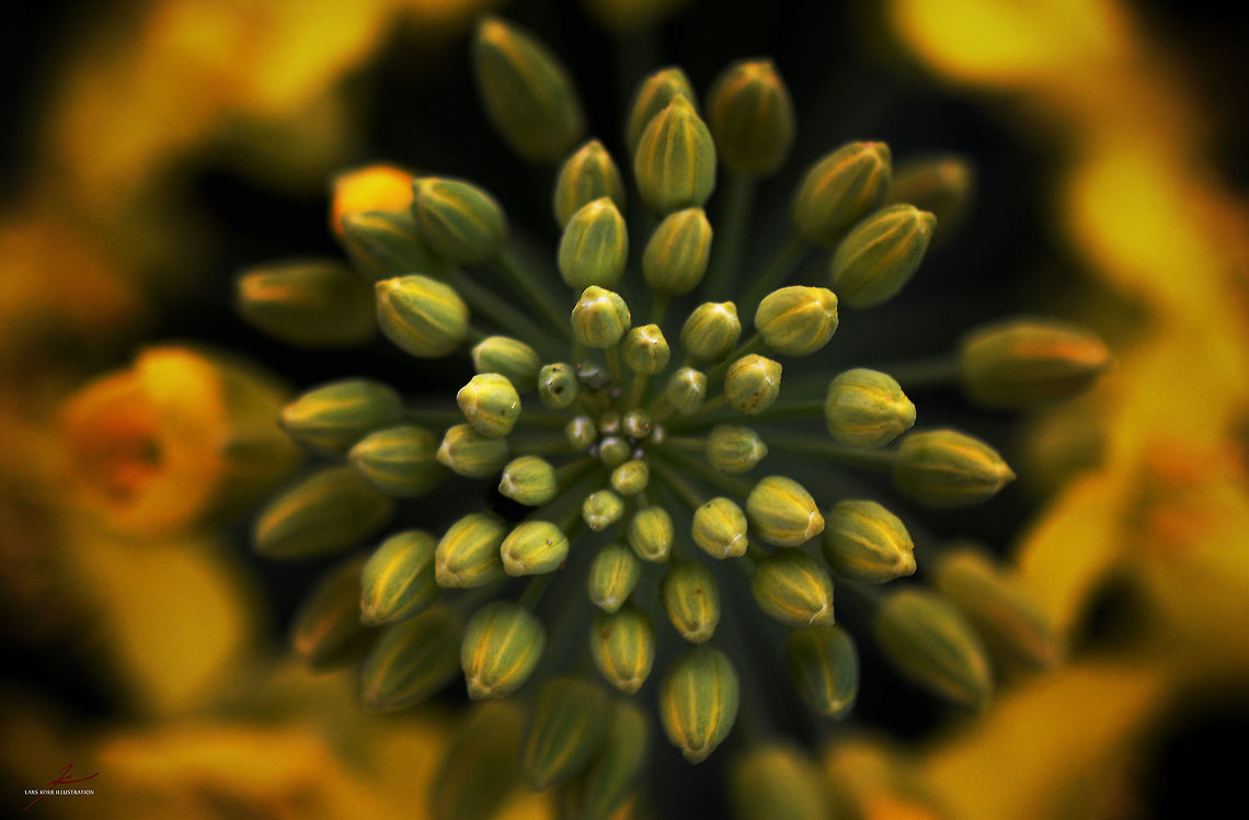 Brassica napus  Brassica napus,Crops,Flora,Flowers,Geotagged,Germany,Plants,Rapeseed