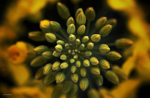 Brassica napus  Brassica napus,Crops,Flora,Flowers,Geotagged,Germany,Plants,Rapeseed