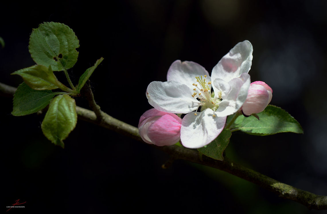Malus sylvestris  European crab apple,Flora,Geotagged,Germany,Malus sylvestris,bloom,blossom,trees