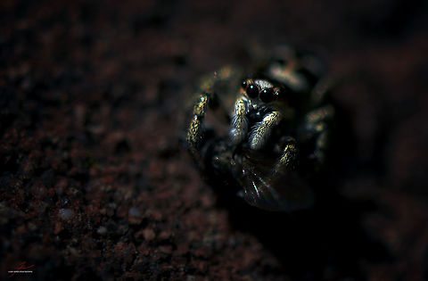 Salticus scenicus  Arthropods,Geotagged,Germany,Macro,Salticus scenicus,Spiders,Zebra spider