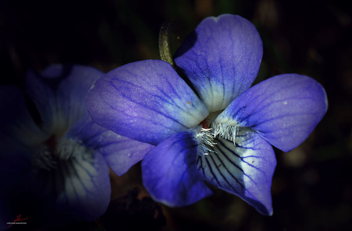 Viola riviniana  Common dog-violet,Flora,Flowers,Geotagged,Germany,Macro,Plants,Viola riviniana,Wildflowers,bloom,blossom
