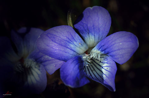 Viola riviniana  Common dog-violet,Flora,Flowers,Geotagged,Germany,Macro,Plants,Viola riviniana,Wildflowers,bloom,blossom