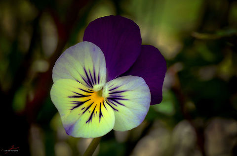 Viola tricolor  Flora,Geotagged,Germany,Heartsease,Macro,Plants,Viola tricolor,Wildflowers,bloom,blossom