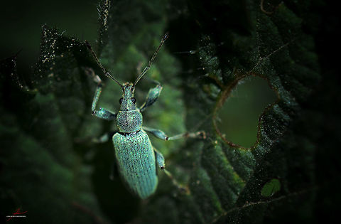 Phyllobius pomaceus  Arthropods,Beetles,Geotagged,Germany,Insects,Macro,Nettle Weevil,Phyllobius pomaceus,Stinging nettle,Weevils