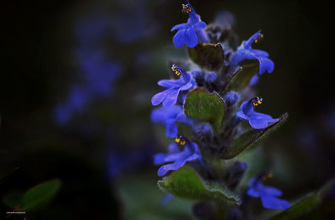 Ajuga reptans  Ajuga reptans,Common bugle,Flora,Geotagged,Germany,Macro,Plants,Wildflowers