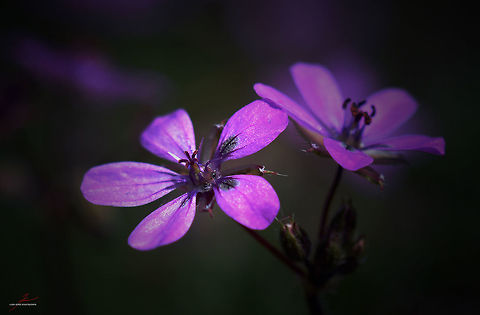 Erodium cicutarium  Common stork's-bill,Erodium cicutarium,Flora,Flowers,Geotagged,Germany,Macro,Plants,Wildflowers