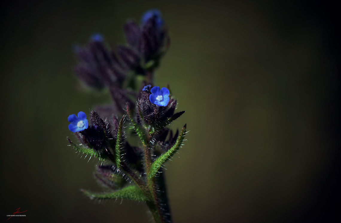 Lycopsis arvensis  Anchusa arvensis,Flora,Geotagged,Germany,Macro,Plants,Wildflowers,bloom,blossom