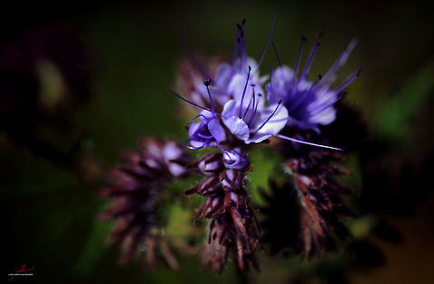 Phacelia tanacetifolia  Flora,Geotagged,Germany,Lacy phacelia,Macro,Phacelia tanacetifolia,Plants,Wildflowers,bloom,blossom