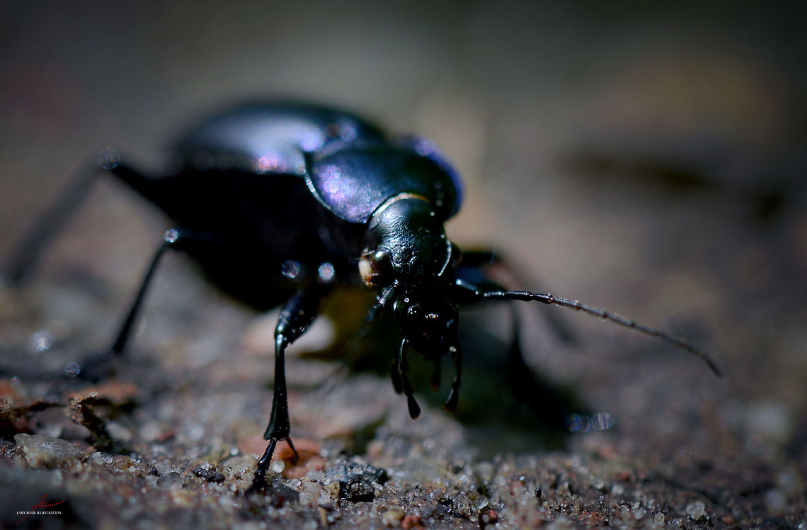 Carabus problematicus  Arthropods,Beetles,Carabus problematicus,Forest,Geotagged,Germany,Insects,Macro