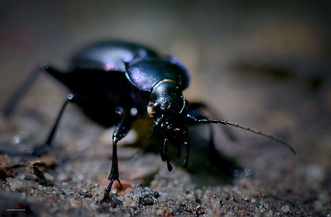 Carabus problematicus  Arthropods,Beetles,Carabus problematicus,Forest,Geotagged,Germany,Insects,Macro