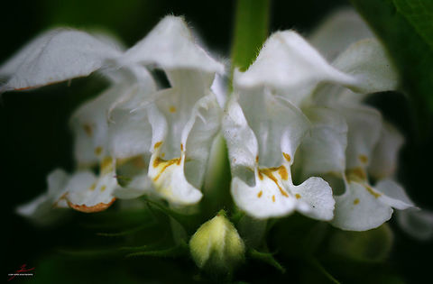 Lamium album Flora,Geotagged,Germany,Lamium album,Macro,Plants,Wildflowers,bloom,blossom,herbs