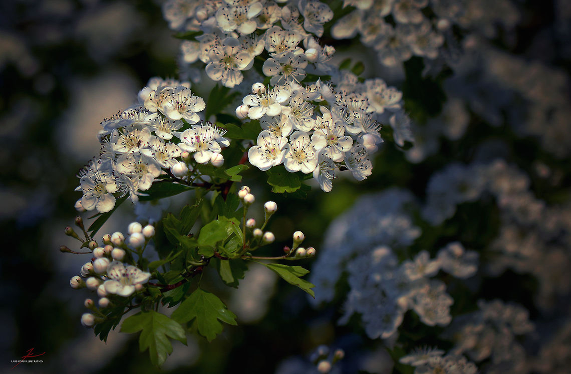 Crataegus rhipidophylla  Crataegus rhipidophylla,Flora,Geotagged,Germany,Plants,bloom,blossom,trees