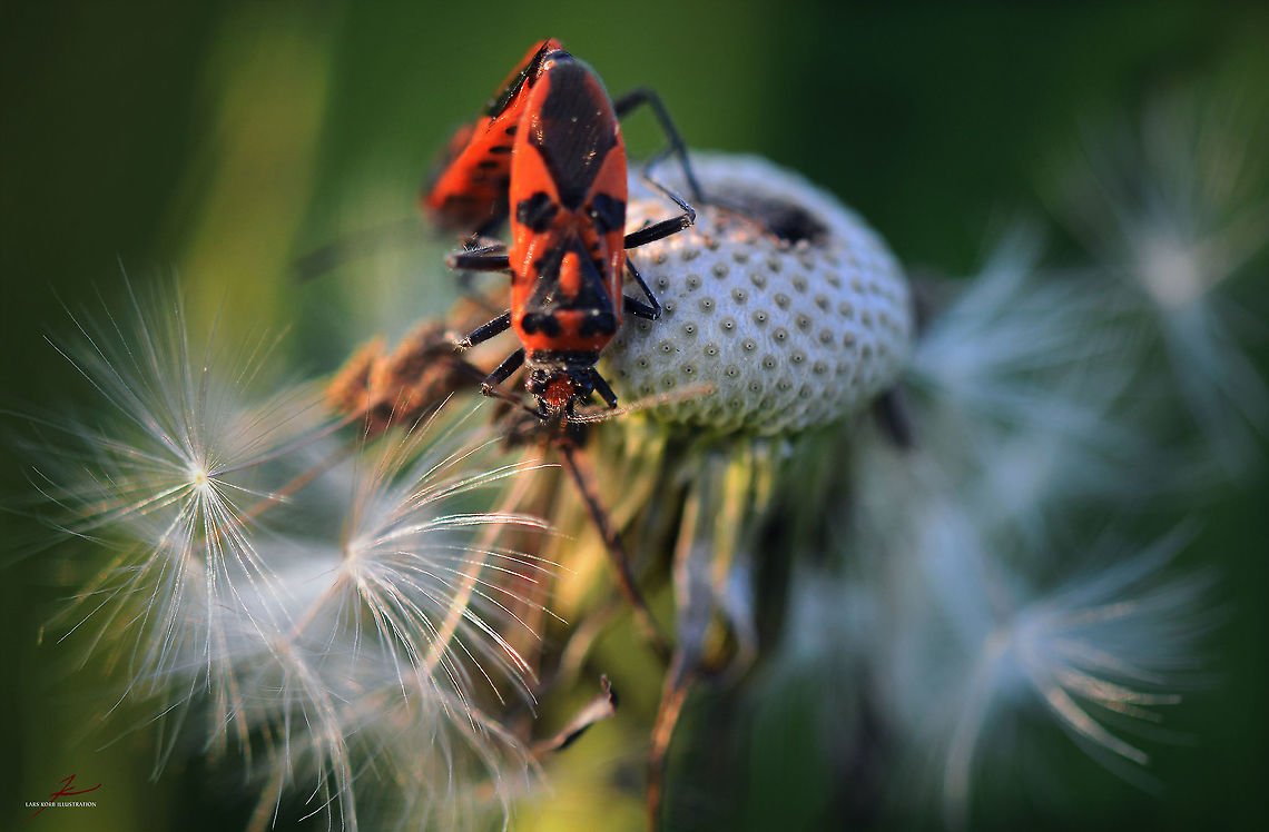 Corizus hyoscyami  Arthropods,Bugs,Corizus hyoscyami,Geotagged,Germany,Insects,Macro,Red and black squash bug,copulation