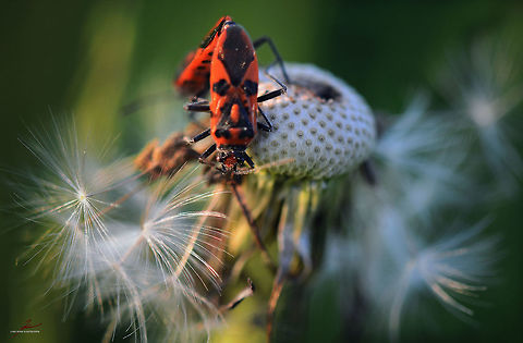 Corizus hyoscyami  Arthropods,Bugs,Corizus hyoscyami,Geotagged,Germany,Insects,Macro,Red and black squash bug,copulation