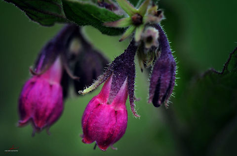 Symphytum officinale  Common comfrey,Flora,Geotagged,Germany,Macro,Medicinal herb,Symphytum officinale,Wildflowers,bloom,blossom