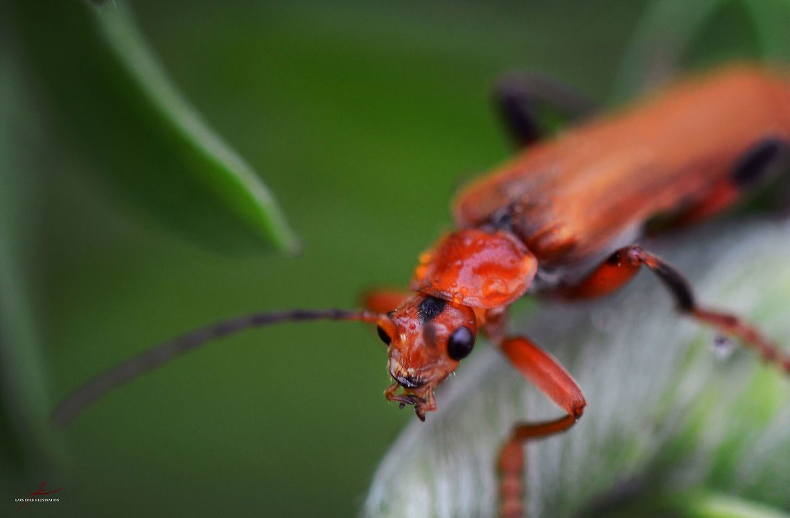 Cantharis livida  Arthropods,Beetles,Cantharis livida,Geotagged,Germany,Insects,Macro,Soldier Beetle
