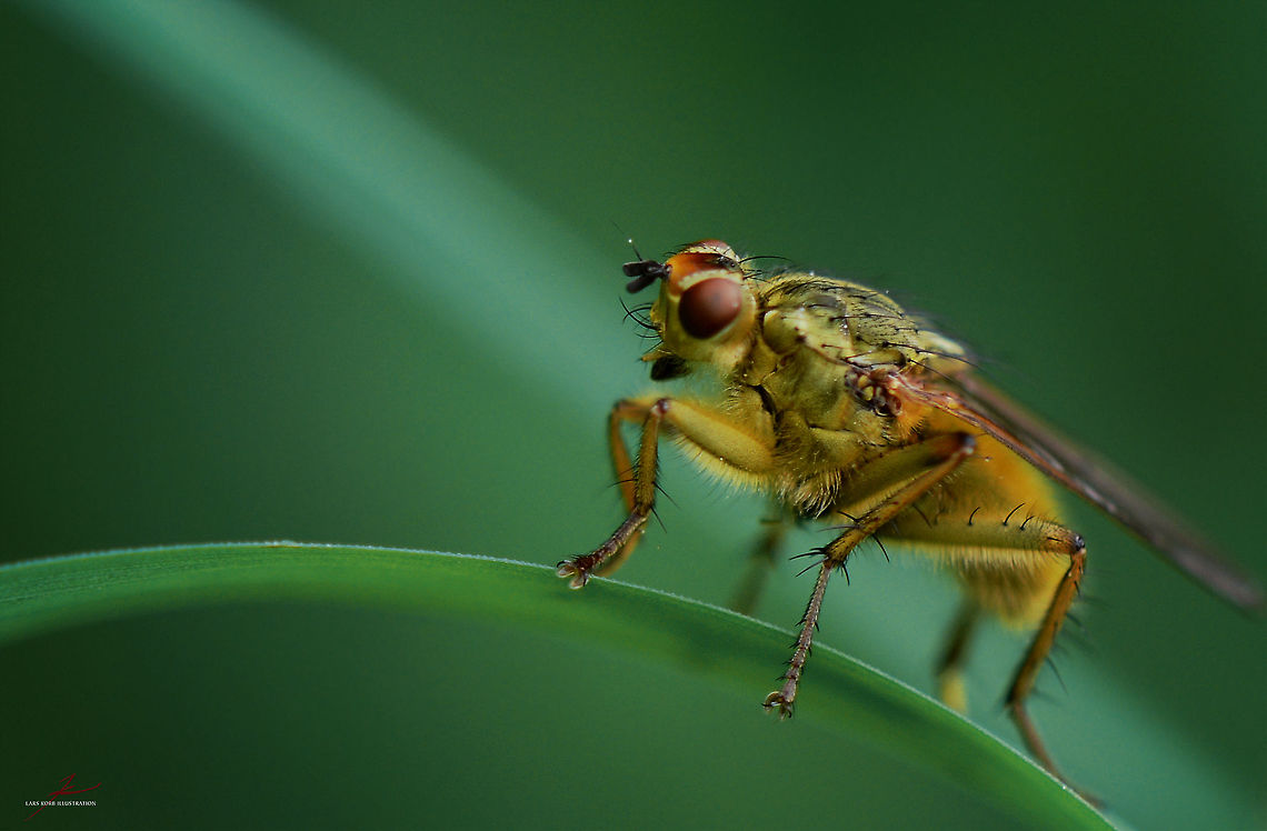 Scathophaga stercoraria  Arthropods,Geotagged,Germany,Golden dung fly,Insects,Macro,Scathophaga stercoraria,flies