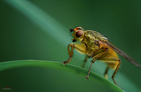 Scathophaga stercoraria  Arthropods,Geotagged,Germany,Golden dung fly,Insects,Macro,Scathophaga stercoraria,flies