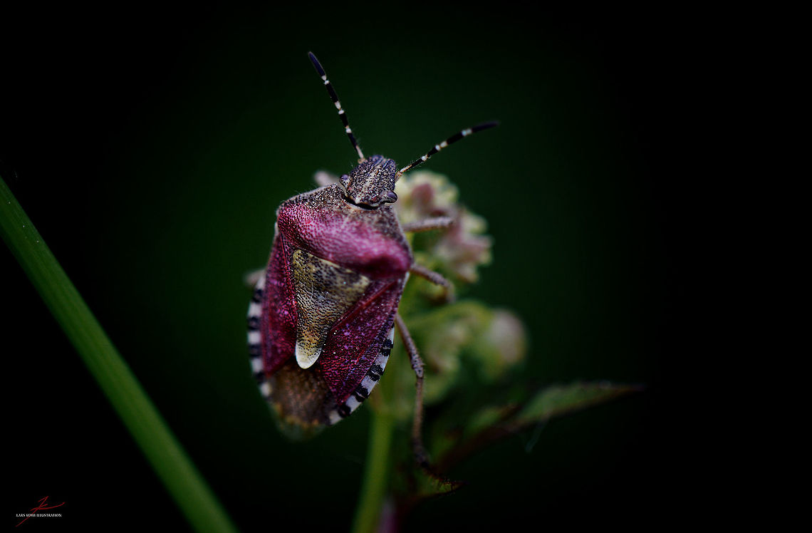 Dolycoris baccarum  Arthropods,Bugs,Dolycoris baccarum,Geotagged,Germany,Insects,Macro