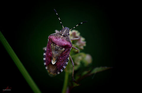 Dolycoris baccarum  Arthropods,Bugs,Dolycoris baccarum,Geotagged,Germany,Insects,Macro