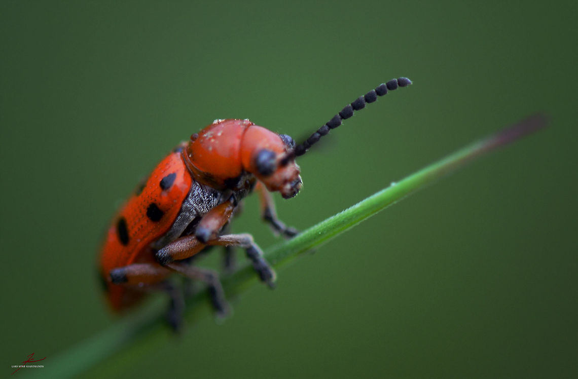 Crioceris duodecimpunctata  Arthropods,Beetles,Chrysomelidae,Criocerinae,Crioceris,Crioceris duodecimpunctata,Geotagged,Germany,Insects,Macro
