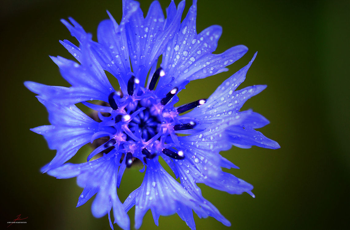 Cyanus segetum  Bachelors button,Centaurea cyanus,Flora,Geotagged,Germany,Macro,Plants,Wildflowers,bloom,blossom