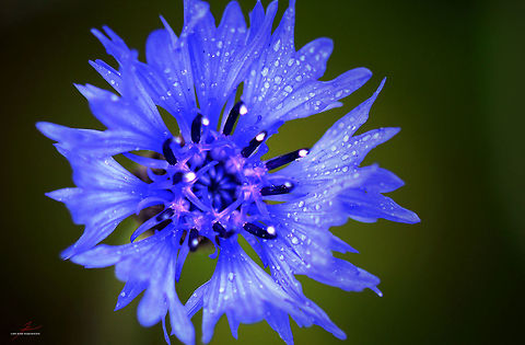 Cyanus segetum  Bachelors button,Centaurea cyanus,Flora,Geotagged,Germany,Macro,Plants,Wildflowers,bloom,blossom