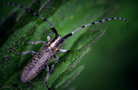Agapanthia villosoviridescens  Agapanthia villosoviridescens,Arthropods,Beetles,Geotagged,Germany,Golden-bloomed grey longhorn beetle,Insects,Longhorn beetle,Macro