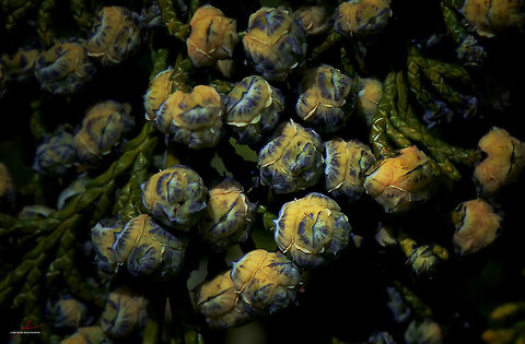 Chamaecyparis lawsoniana  Chamaecyparis lawsoniana,Flora,Geotagged,Germany,Macro,Plants,conifers,false cypress. cones,seedpods,trees