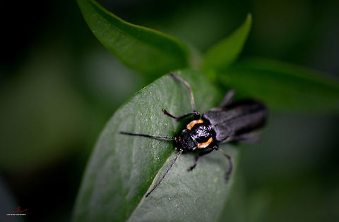 Cantharis obscura  Arthropods,Beetles,Cantharis obscura,Geotagged,Germany,Insects,Macro,Soldier Beetle