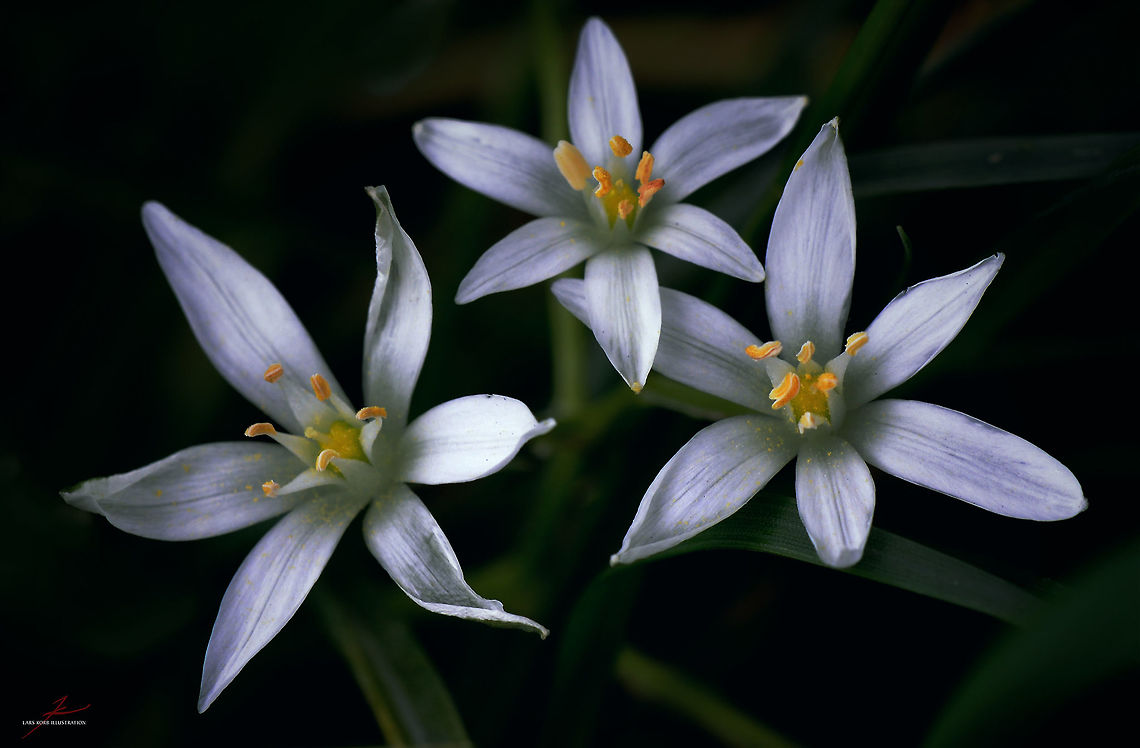 Ornithogalum umbellatum  Flora,Geotagged,Germany,Grass Lily,Macro,Ornithogalum umbellatum,Plants,Wildflowers,bloom,blossom
