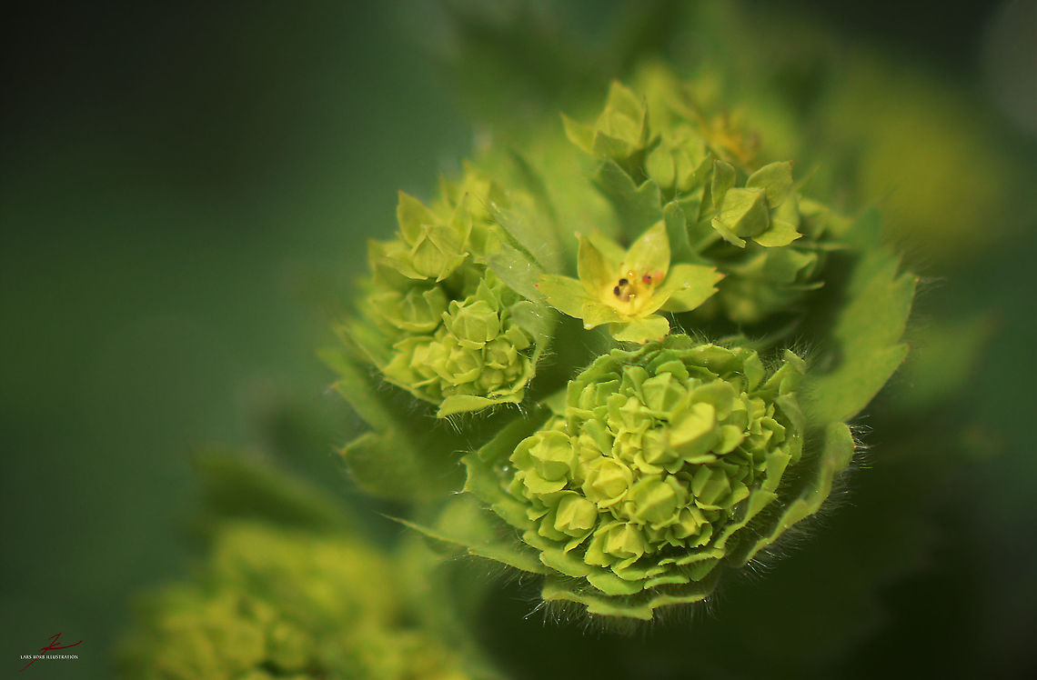 Alchemilla vulgaris  Alchemilla vulgaris,Common ladys mantle,Flora,Geotagged,Germany,Macro,Medicinal plant,Plants,bloom