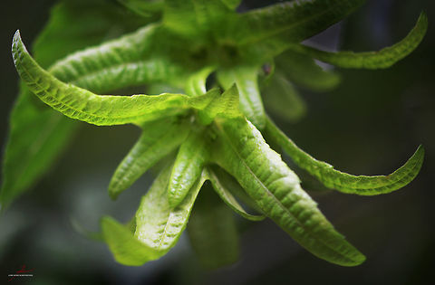 Carpinus betulus  Carpinus betulus,Common hornbeam,Flora,Fruit,Geotagged,Germany,Macro,Plants,trees