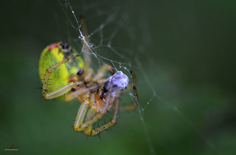 Araniella cucurbitina, female  Araniella cucurbitina,Arthropods,Cucumber green spider,Geotagged,Germany,Insects,Macro,Spiders,prey