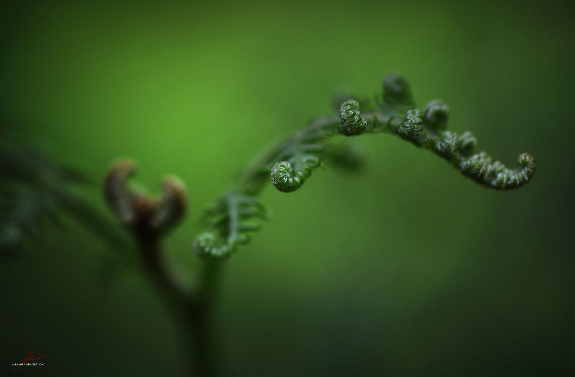 Pteridium aquilinum  Eagle fern,Flora,Geotagged,Germany,Macro,Plants,Pteridium aquilinum,ferns