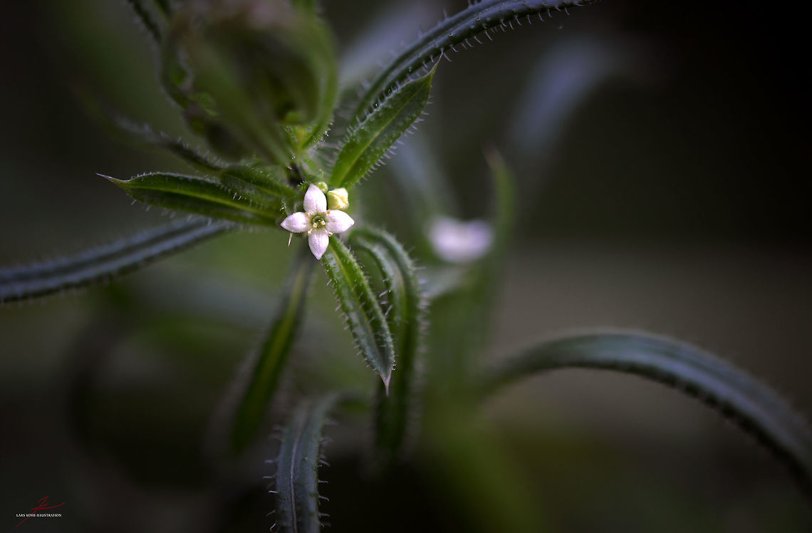 Galium aparine  Cleavers,Flora,Galium aparine,Geotagged,Germany,Macro,Plants,bloom,blossom