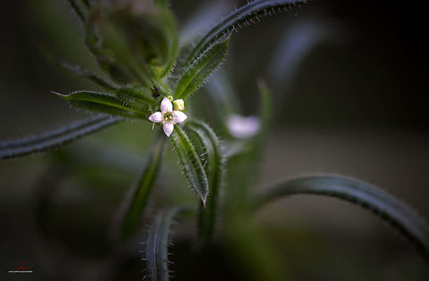 Galium aparine  Cleavers,Flora,Galium aparine,Geotagged,Germany,Macro,Plants,bloom,blossom