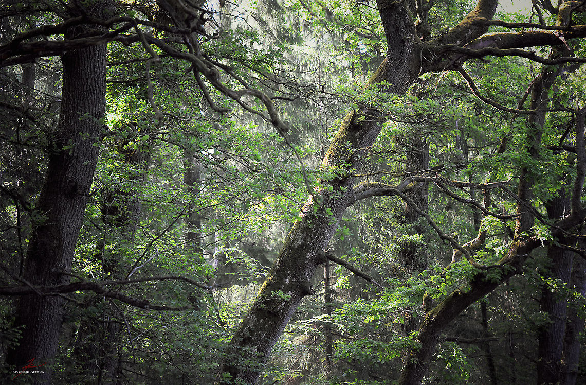 Quercus robur  English oak,Flora,Geotagged,Germany,Plants,Quercus robur,trees