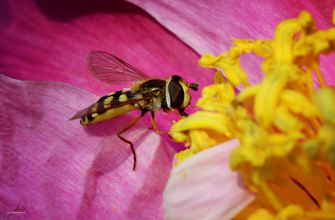 Syrphus vitripennis  Arthropods,Geotagged,Germany,Hoverflies,Insects,Macro,Syrphus vitripennis