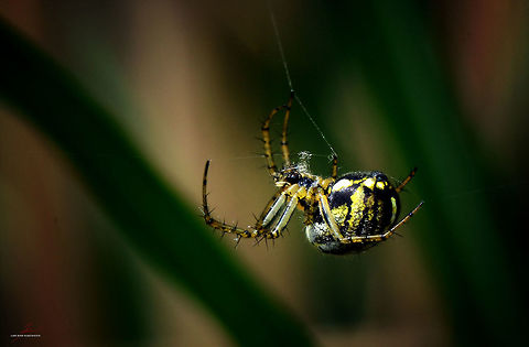 Mangora acalypha  Arthropods,Geotagged,Germany,Insects,Macro,Mangora acalypha,Spiders,cross spider