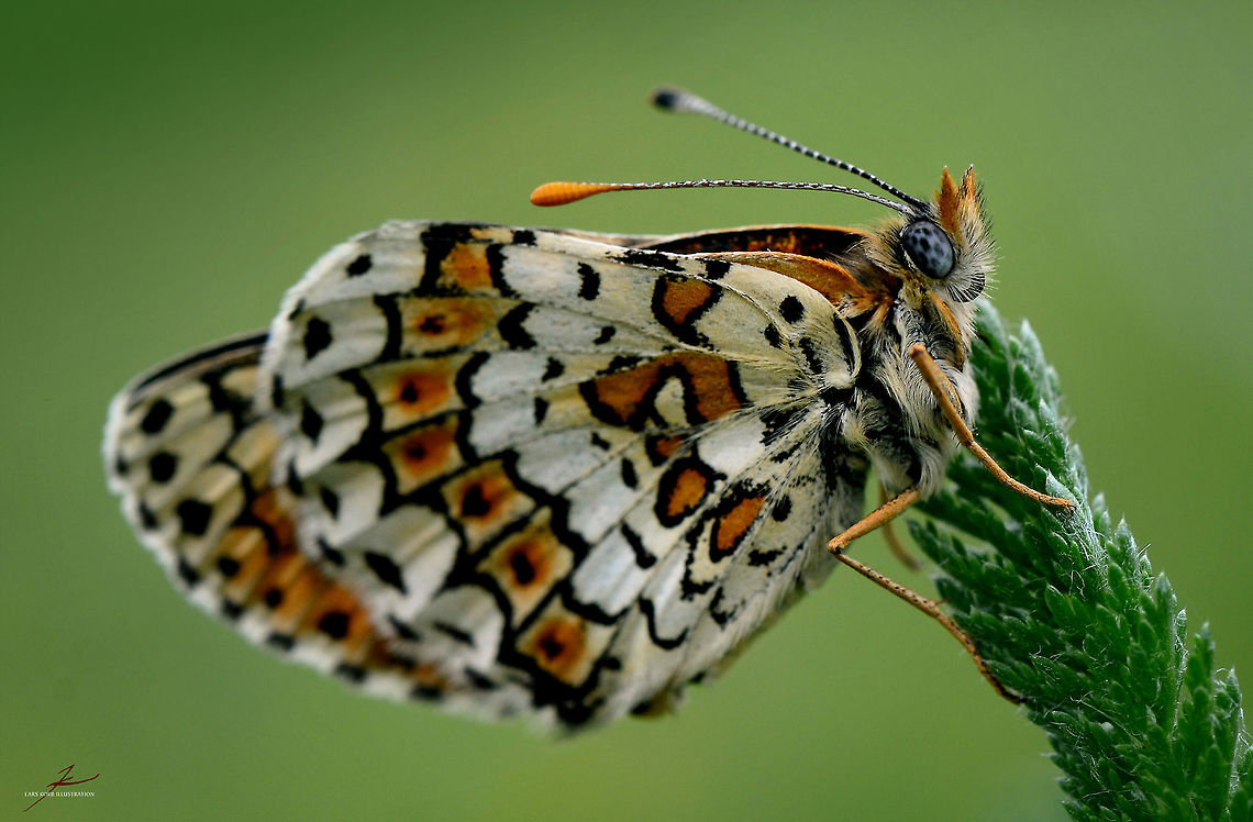 Melitaea cinxia  Arthropods,Geotagged,Germany,Glanville Fritillary,Insects,Macro,Melitaea cinxia,butterflies