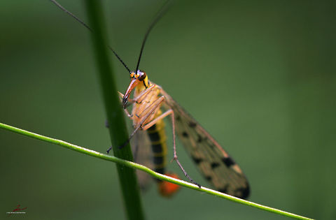 Panorpa germanica  Arthropods,Geotagged,German Scorpionfly,Germany,Insects,Macro,Panorpa germanica