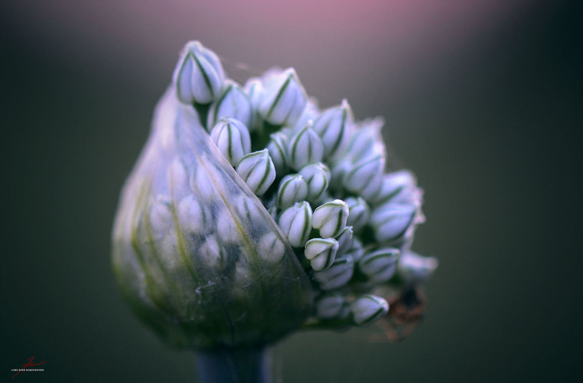 Allium cepa  Allium cepa,Flora,Geotagged,Germany,Macro,Onion,Plants,bloom,edible