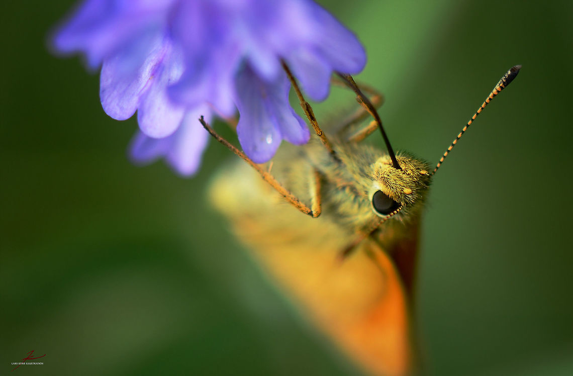 Ochlodes sylvanus  Arthropods,Geotagged,Germany,Insects,Large Skipper,Macro,Ochlodes sylvanus,butterflies,skippers
