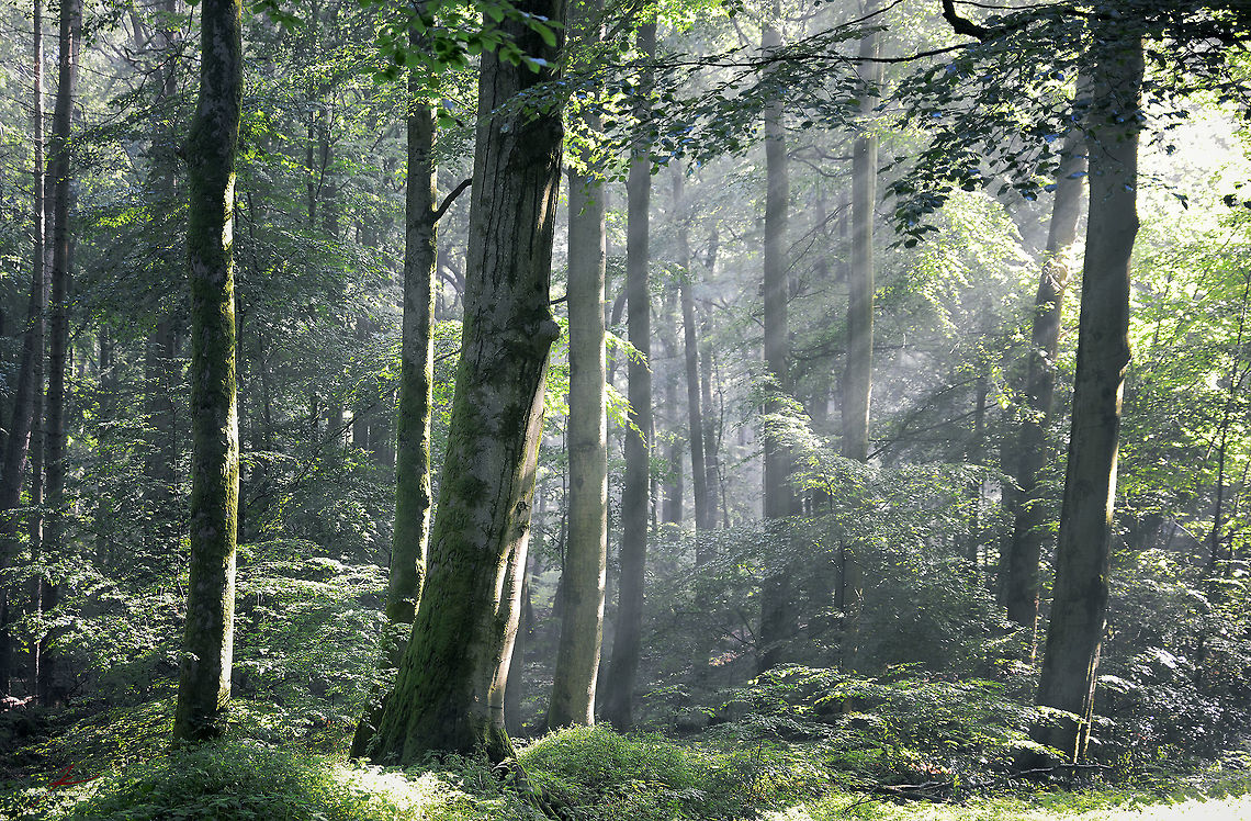 Fagus sylvatica  European Beech,Fagus sylvatica,Flora,Geotagged,Germany,Plants,trees