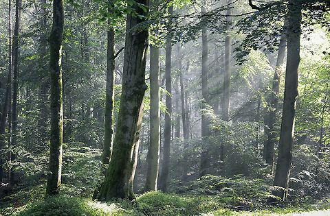 Fagus sylvatica  European Beech,Fagus sylvatica,Flora,Geotagged,Germany,Plants,trees