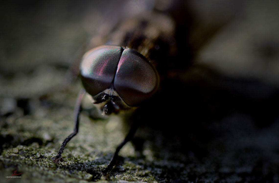 Tabanus bovinus  Arthropods,Geotagged,Germany,Insects,Macro,Tabanus bovinus,flies