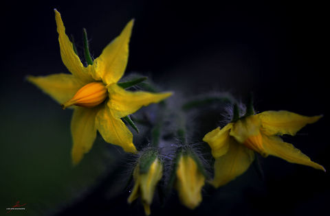 Solanum lycopersicum  Flora,Geotagged,Germany,Macro,Plants,Solanum lycopersicum,Tomato,bloom,blossom,edible